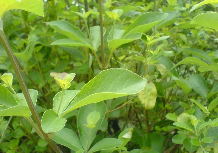 Vitex trifolia seed
